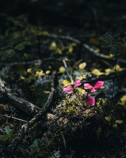 Close-up of pink flowering plant on land