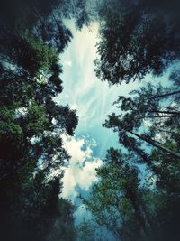 Low angle view of trees against sky