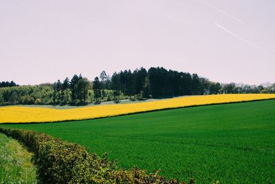 Scenic view of grassy field