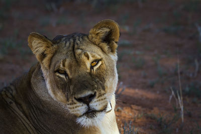 African lioness portrait with radio collar in kgalagadi transfrontier park, south africa