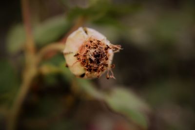 Close-up of wilted flower