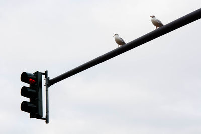 Low angle view of birds against sky