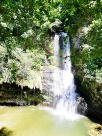 Scenic view of waterfall in forest