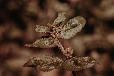 Close-up of wilted plant