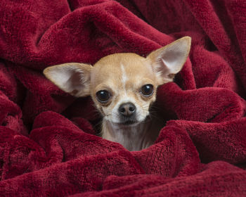 Close-up portrait of dog