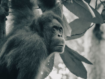 Close-up of orangutan