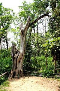 Trees on landscape