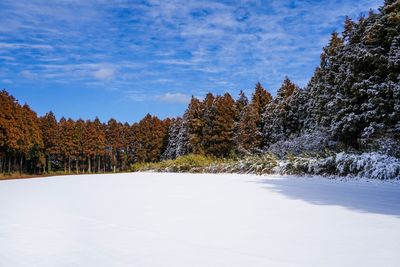 Pine trees on snow covered land against sky