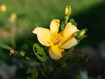 Close-up of yellow flowering plant