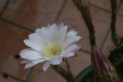Close-up of wet flower