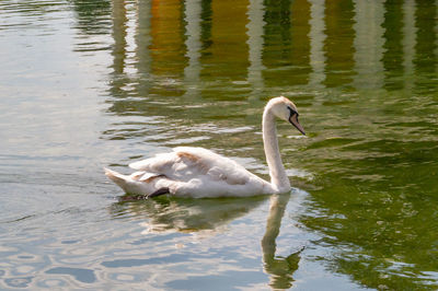 Swans swimming in lake