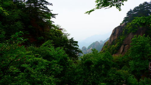 Scenic view of forest against sky