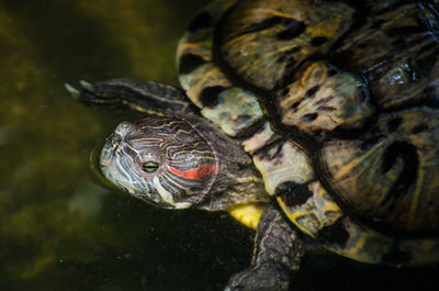 Close-up of turtle in sea