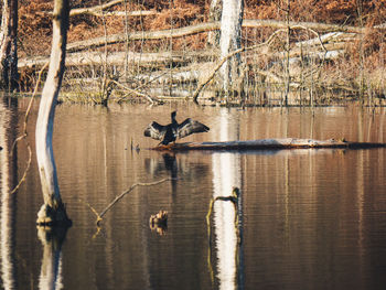 Birds swimming in lake