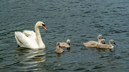 Large white mute swan swans young and cygnets in bevy group low level close up