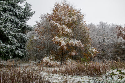 Trees on field against clear sky during winter