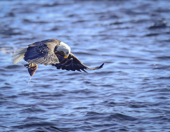 Seagull flying over sea