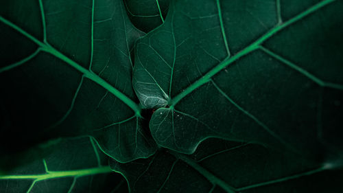 Full frame shot of green leaf