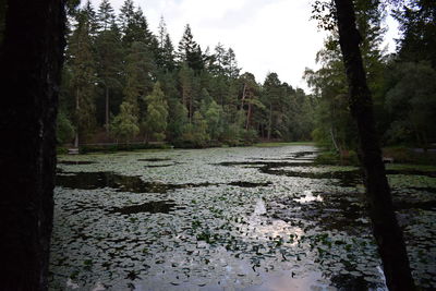Scenic view of river in forest against sky