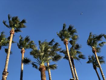 Low angle view of coconut palm trees against clear blue sky