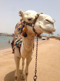 View of camel on beach in egypt