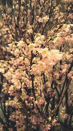 Close-up of flowers on tree