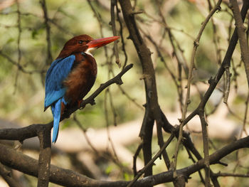 Close-up of kingfisher bird perching on branch