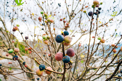 Low angle view of fruits growing on tree