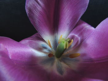 Close-up of flower blooming outdoors