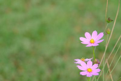 Close-up of pink flowering plant on field