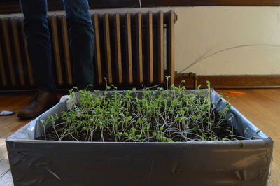 Low section of potted plants