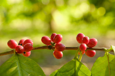 Close-up of cherries growing on plant