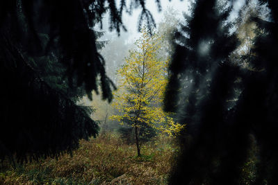 Trees in forest