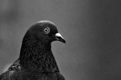 Close-up of a bird