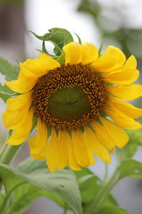 Close-up of yellow sunflower