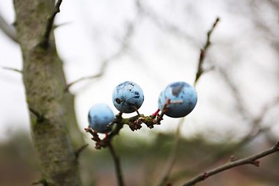 Close-up of branches against blurred background