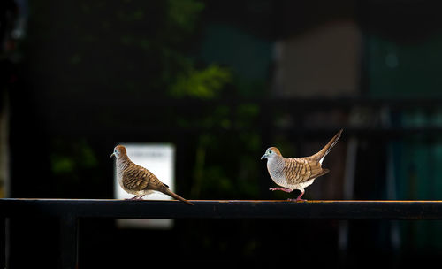 Birds flying