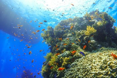 Fish swimming in sea