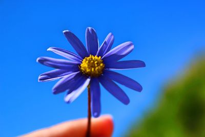 Close-up of pink daisy flower