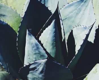 Low angle view of leaves