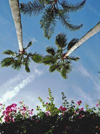 Low angle view of tree against sky