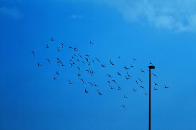 Low angle view of birds against blue sky