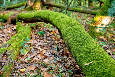 Close-up of moss growing on tree in forest