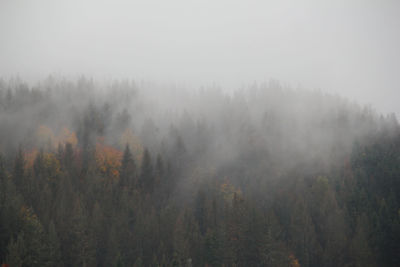 Trees in foggy weather