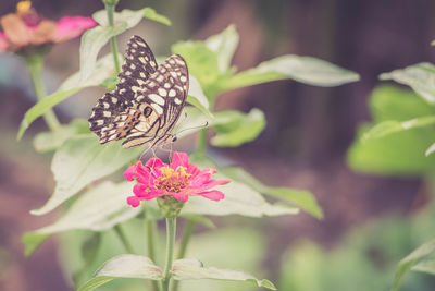 Close-up butterfly pollinating on zinnia