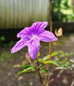 Close-up of purple flowering plant