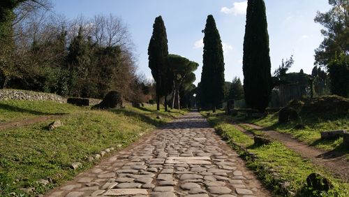 Panoramic view of trees on landscape against sky