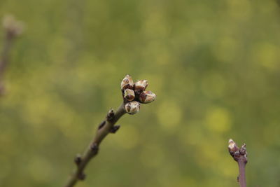 Close-up of flower plant