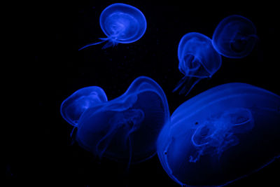 Close-up of jellyfish swimming in sea