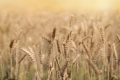 Close-up of wheat growing on field